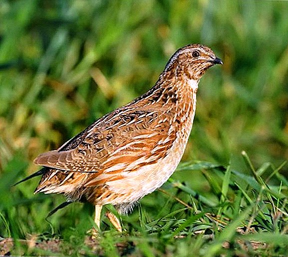 All the most important about breeding quail at home