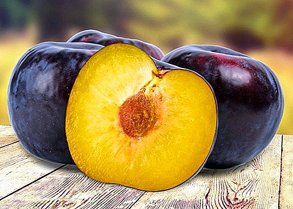 All the most important about plum varieties "Angelina"