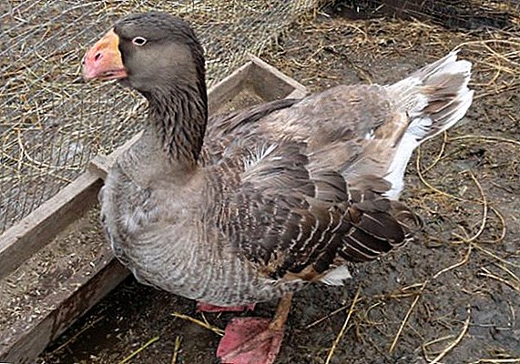 All the most important thing about keeping Tula geese at home