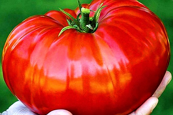 Todo lo más importante sobre la variedad de tomates "gigante siberiano".