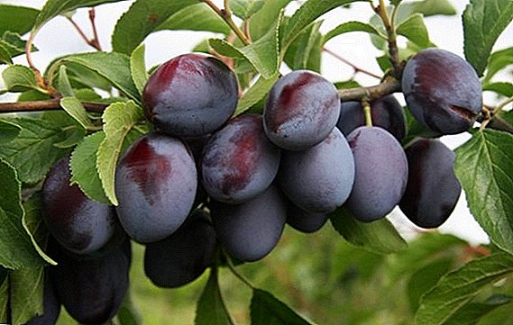 All the most important about the variety plums "Bogatyrskaya"