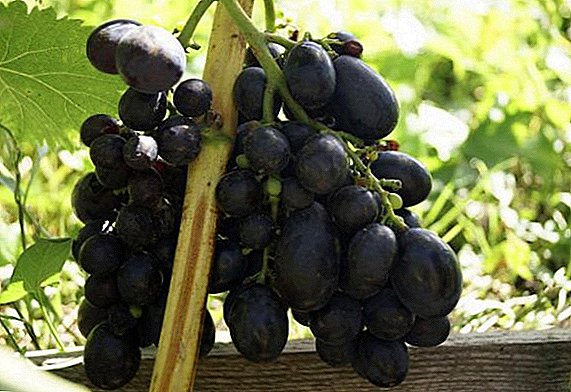 Todo lo más importante sobre la variedad de uva "Yasya".