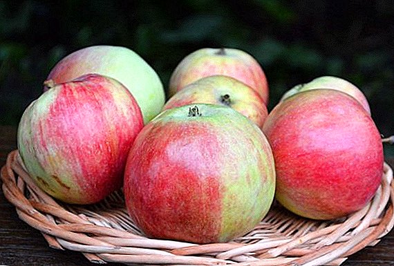 Semua hal terpenting tentang varietas apel Belle Flavour