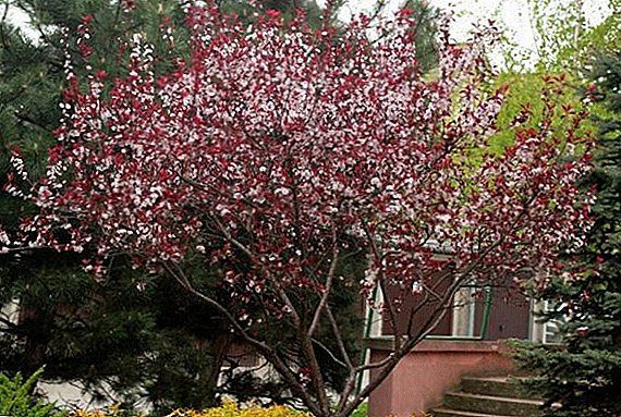 All the most important about growing the ornamental plum "Pissardi"