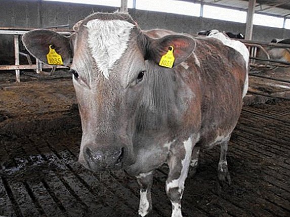 Pidocchi della mucca: sintomi, trattamento con farmaci e rimedi popolari