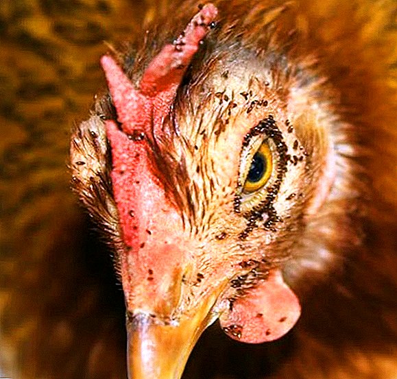 Οι ψείρες και τα κοτόπουλα: τι να κάνετε, πώς να ξεφορτωθείτε