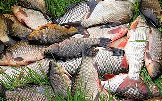 Outbreak of botulism in Kiev: A child was in intensive care because of dried fish
