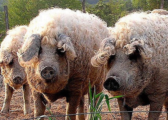 Los cerdos lanudos son cada vez más populares en las granjas ucranianas.