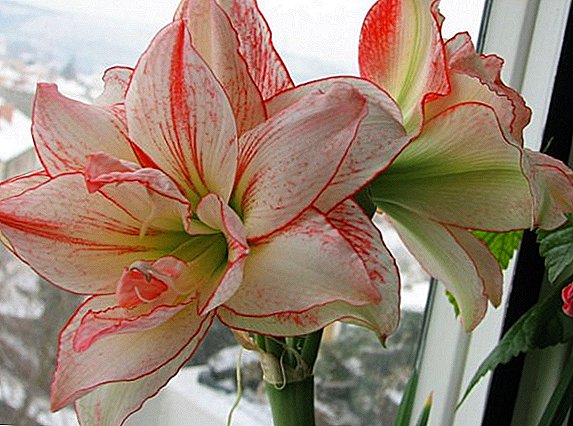 Everything you need to know about planting and caring for hippeastrum at home