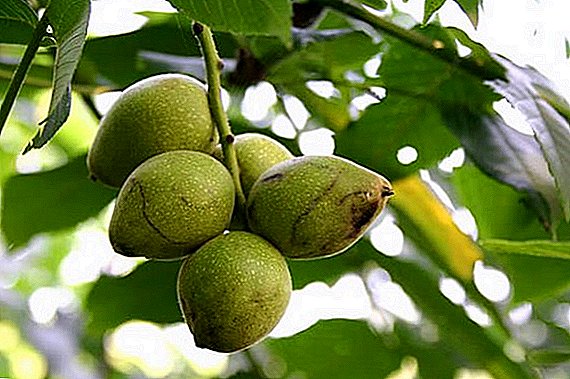 Kõik, mida pead teadma Manchuri pähkli istutamisest ja selle eest hoolitsemisest