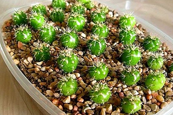 Everything you need to know about sowing cactus seeds