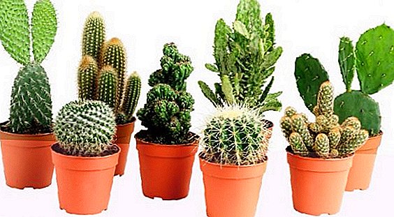 Everything you need to know about the vegetative reproduction of cacti