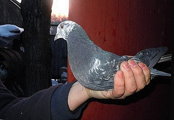 All about Baku pigeons