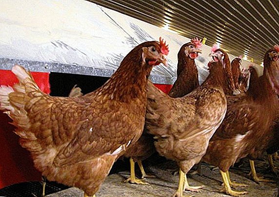 All about chickens breed "High Line"