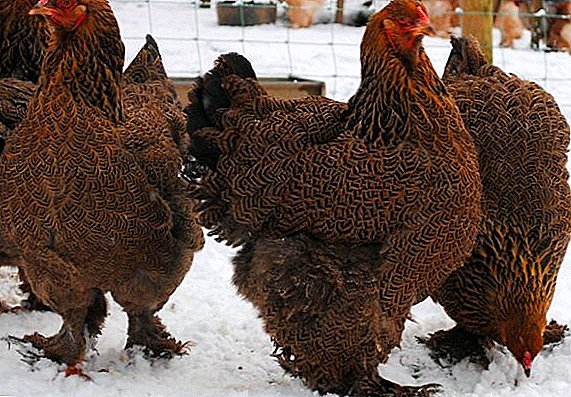 Todo sobre la raza de pollo Brama Kuropatchataya: descripción, características, fotos