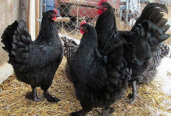 Όλα τα κοτόπουλα langshan: πώς να αναπαράγονται τα πλεονεκτήματα και τα μειονεκτήματα της φυλής