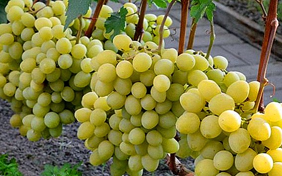Todo lo más importante sobre la variedad de uva "Valek".