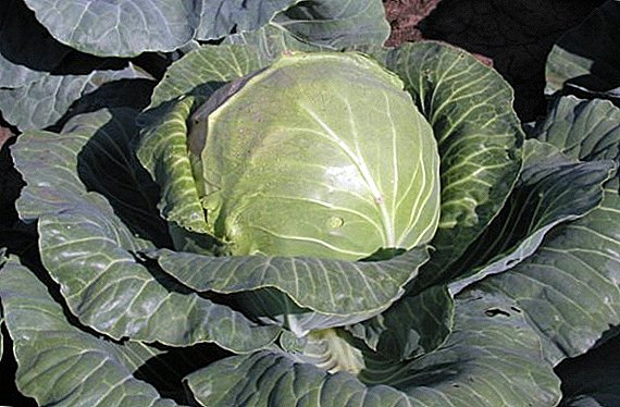 All the most important about growing cabbage "Rinda"