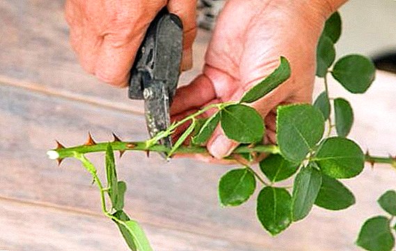 The second life of roses, or How to grow the queen of flowers from cuttings at home