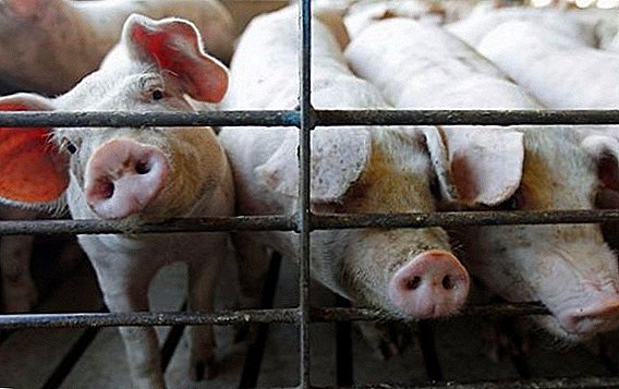 Importación de carne de cerdo de la región de Dnipropetrovsk bajo la restricción de Bielorrusia