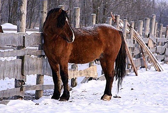 Raça de cavalo Vyatka: características gerais, vantagens e desvantagens
