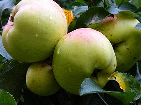 Bogatyr æbler: Hvad er træk og fordele ved sorten?