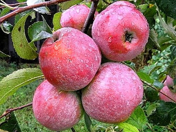 Lobo apples: what does a gardener need to know?