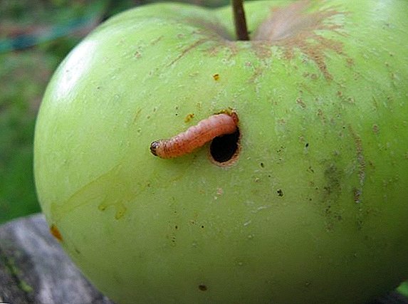 Codling moth: methods, means and preparations for pest control