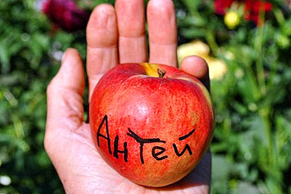 Apple tree "Antey": the best care tips