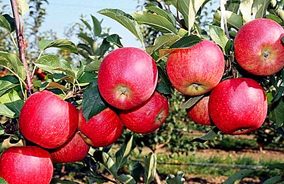 Apple "Aport": egenskaper och hemligheter av framgångsrik odling