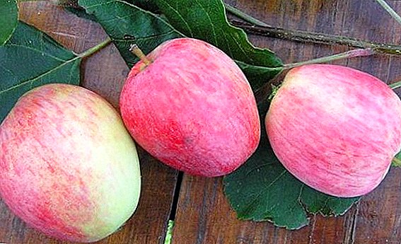 التفاح "Arkadik": خصائص وأسرار زراعة ناجحة