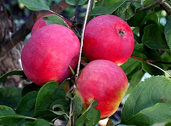 Apfel "Malinovka": Eigenschaften, Anbau Agrotechnologie