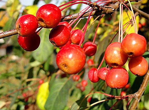 شجرة التفاح Ranetka: وصف الأصناف الشعبية