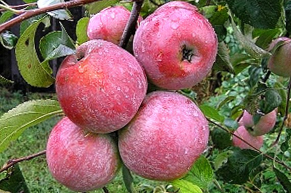Árbol de manzana welsey