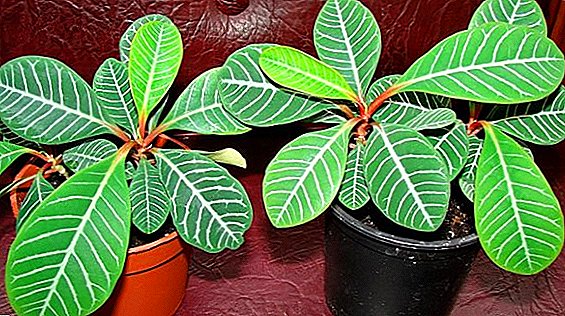 Is euphorbia poisonous and how can it be dangerous to humans?