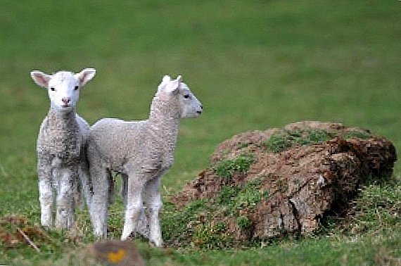 Lambs-orphans: how to grow young