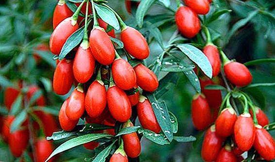 Goji berries - useful properties and application