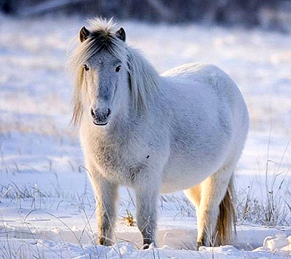 Yakut horse breed: characteristics, advantages and disadvantages