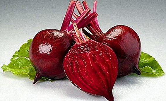 Japanese beets as a way to attract a tourist audience