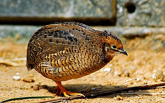 Japanese quail: how to care and how to feed at home