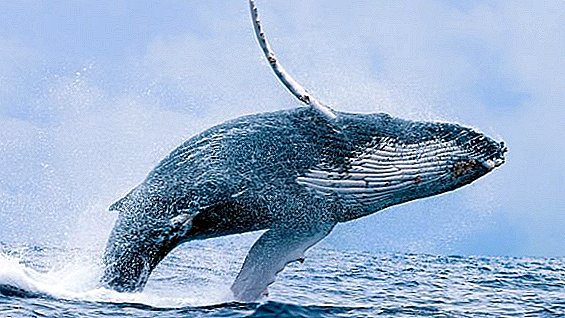 The Japanese government allowed whales to hunt, even though it is prohibited in all states.