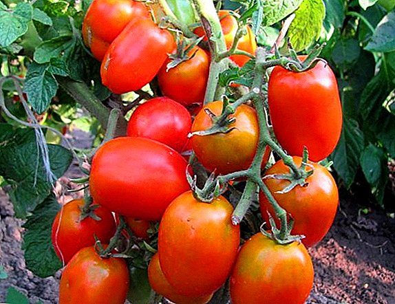 Šviesus sibiro veislių įvairovė: Lazyka pomidorai