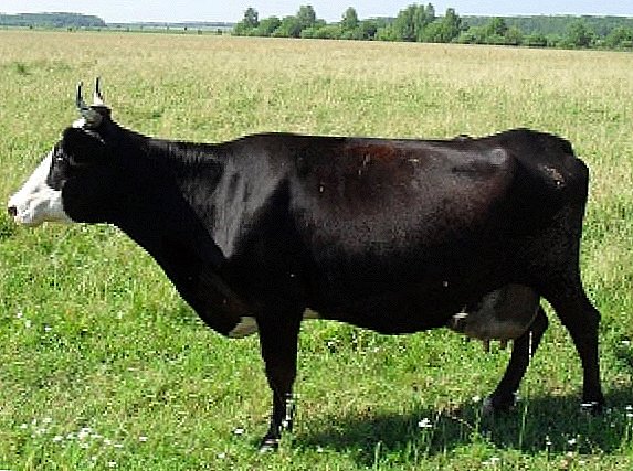 Raza Yaroslavl de las vacas