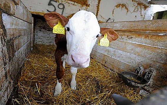 Slagtning af kvæg hjemme og i kødforarbejdningsanlæg: regler og forskrifter