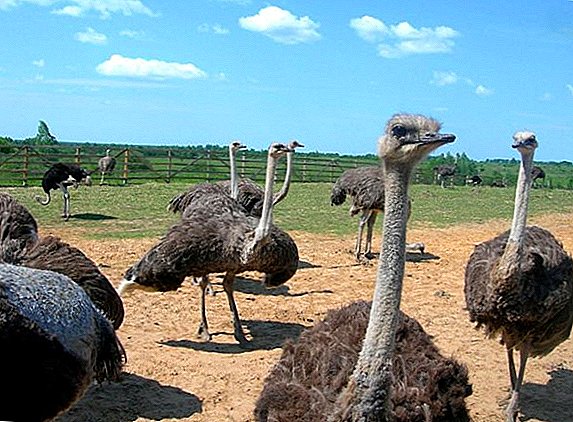 Masacre de avestruz en casa