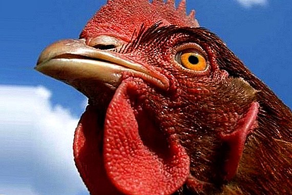 Eye diseases in chickens