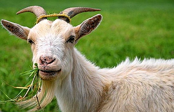 Goat diseases and features of their treatment