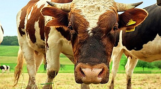 Mengapa dan bagaimana mengebiri sapi jantan