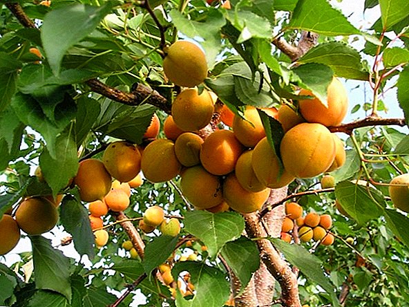 تطعيم الأشجار شروط وقواعد تطعيم محاصيل الفاكهة المختلفة إنتاج