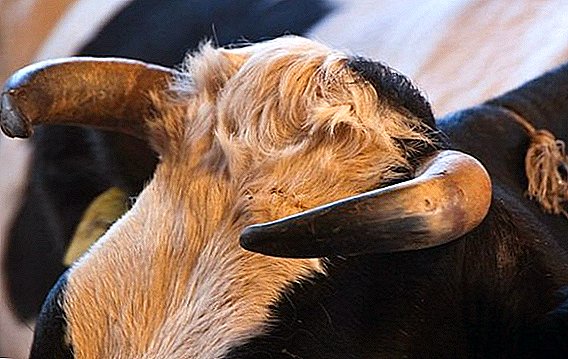 Warum brauchen Kühe Hörner? Was mit Verletzungen zu tun ist, wie die Hörner zu entfernen